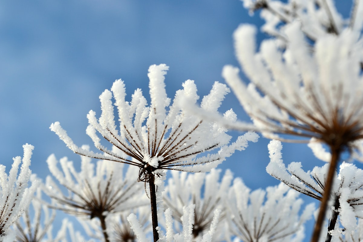 Kars'ta Kar Çiçekleri Kar Altında: Baharın Müjdecisi Bekleyişte