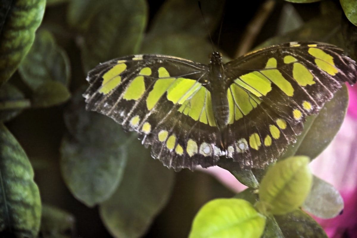 Midede Kelebekler Neden Uçar? Duyguların Bilimsel Yolculuğu