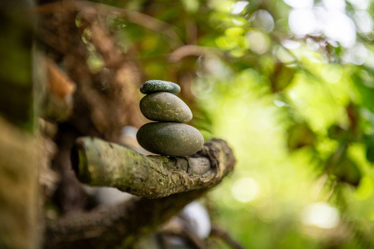 Orman Banyosu: Bilimsel Olarak Kanıtlanmış 4 Şaşırtıcı Faydası