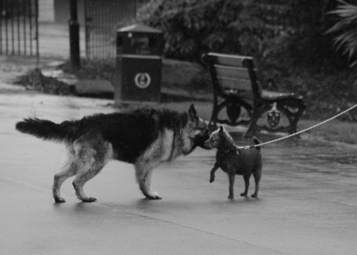 II. Dünya Savaşı Kahramanı: Bombayı Söndüren Dev Danua