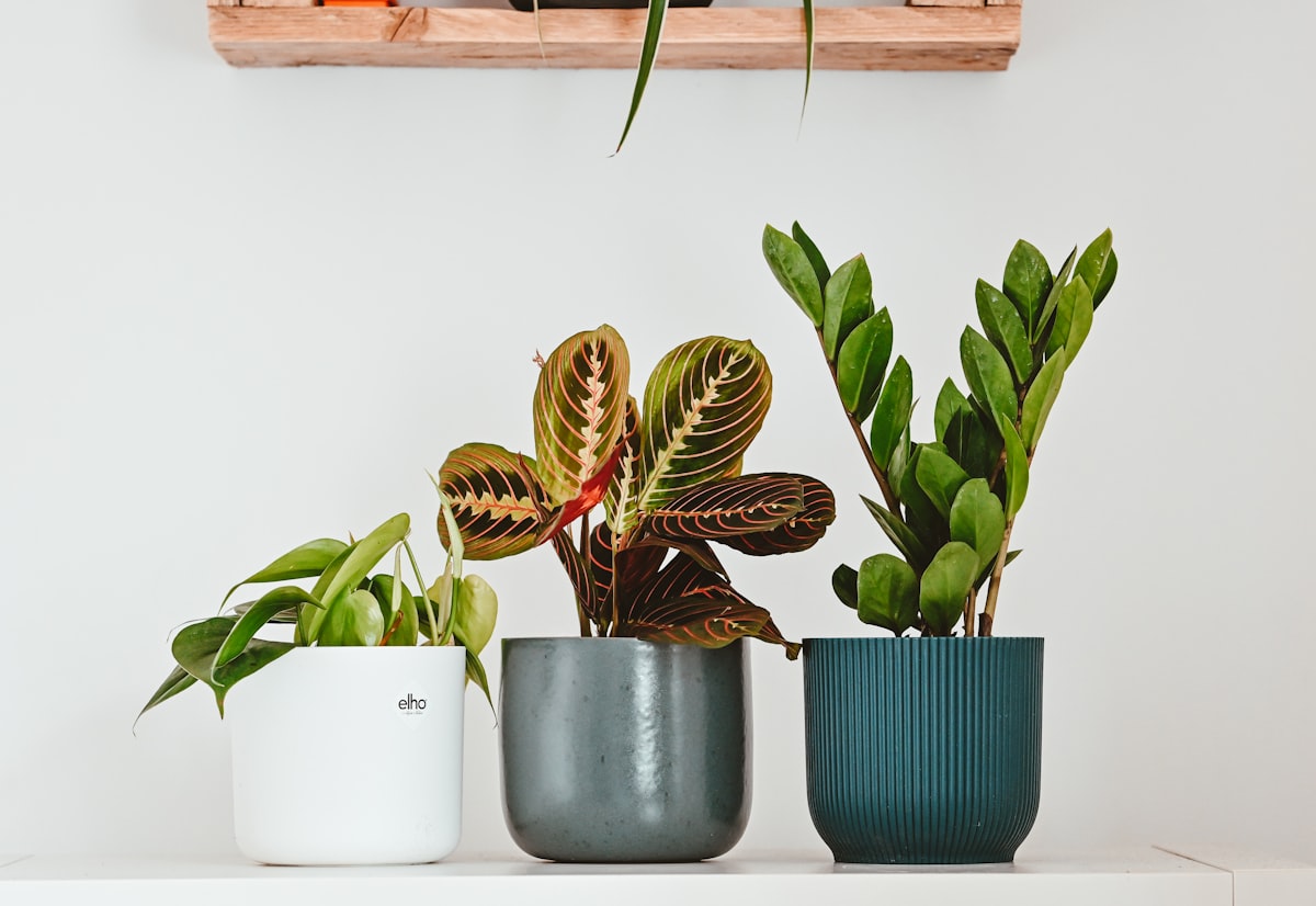 Anlamlı Bir Varlığın Zarafeti: Saksı Çiçekleriyle Evinize Bahar Getirin