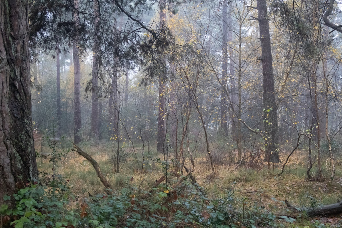 Vitor Pereira'nın Dönüşü: Fenerbahçe'nin Taktiksel Avantajları ve Nottingham Forest Analizi