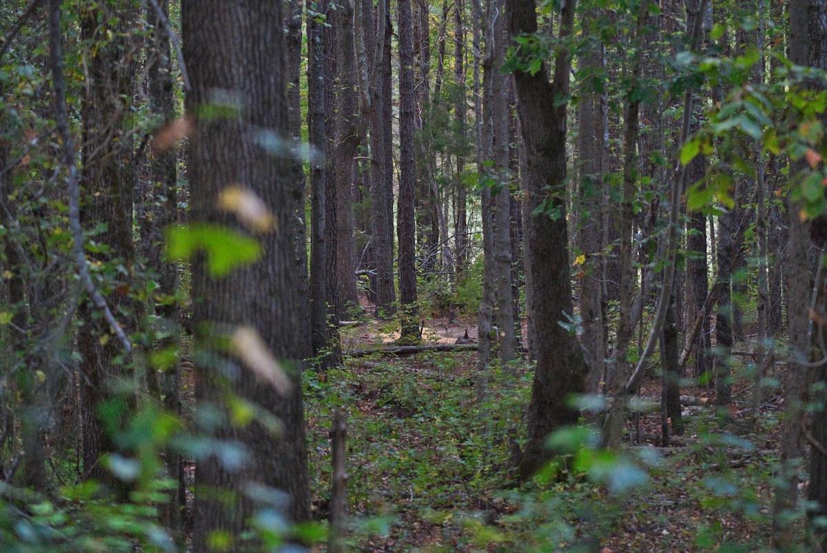 Vitor Pereira'nın Dönüşü: Fenerbahçe-Nottingham Forest Maçının Taktiksel Analizi