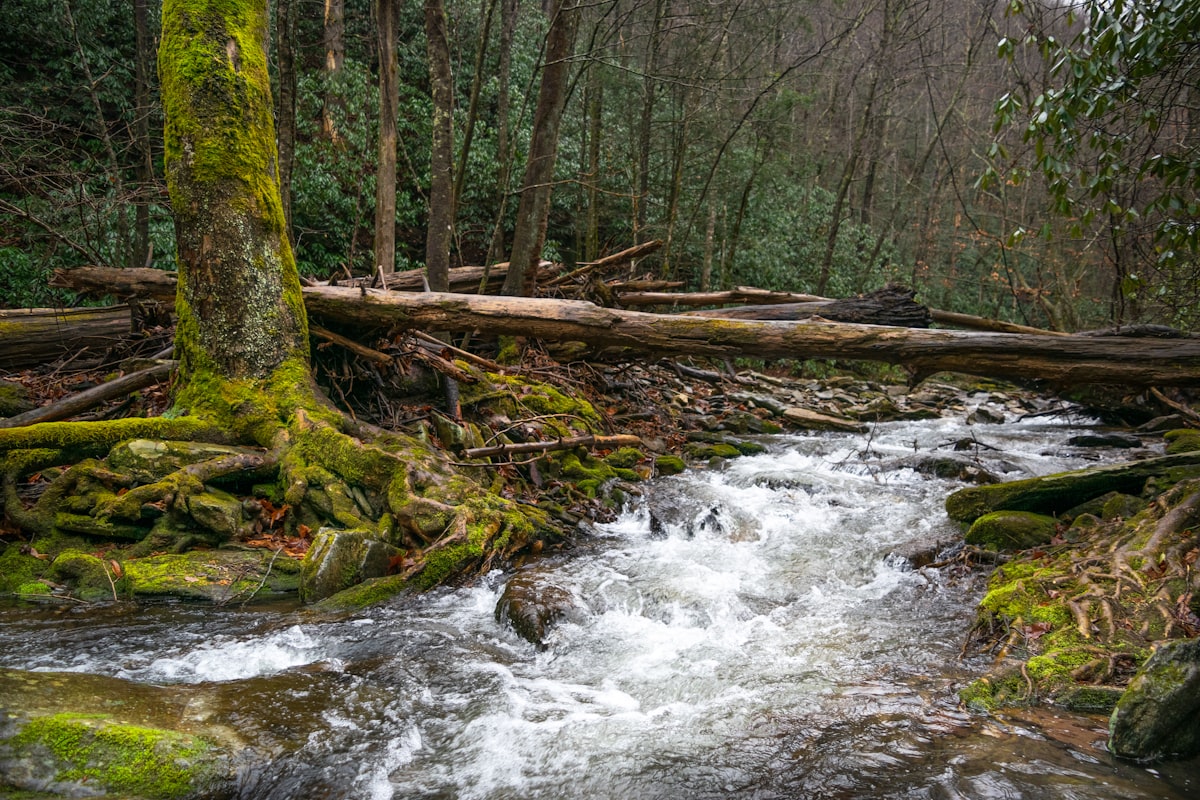 Dan Levy'den 'Schitt's Creek' Müjdesi: Catherine O'Hara'nın Ardından Yeni Sezon İhtimali