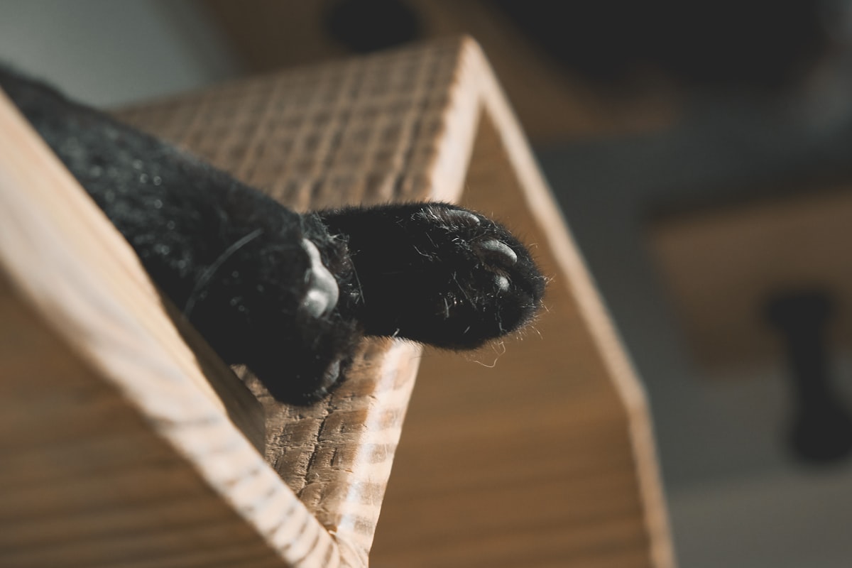 Kedinizin Beynini Anlayın: Sağlak mı, Solak mı? Pratik İpuçları