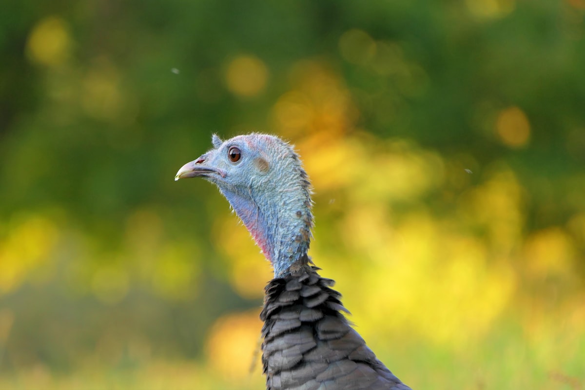 S&P'nin Türkiye Kredi Notu Görünümü: Durağanlık ve Gelecek Beklentileri
